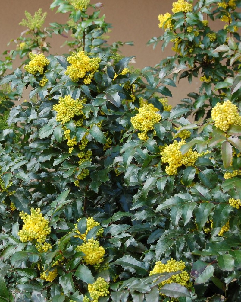 Mahonia aquifolium